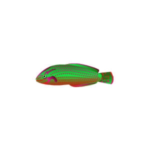 Granny Smith Ornate Wrasse